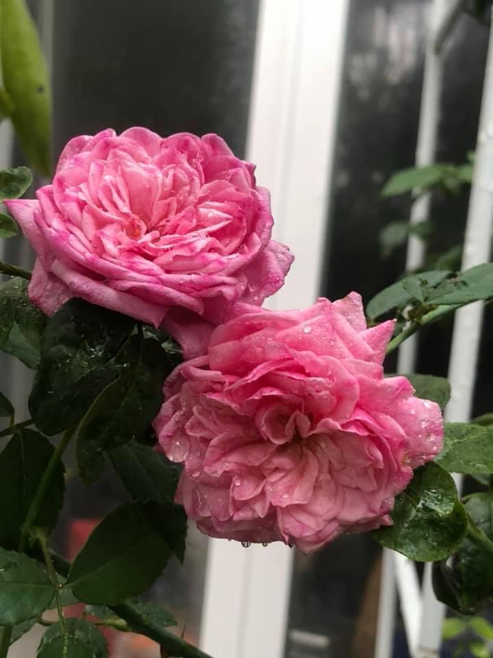 Hoa hồng nb Cổ Sapa Rose size trung