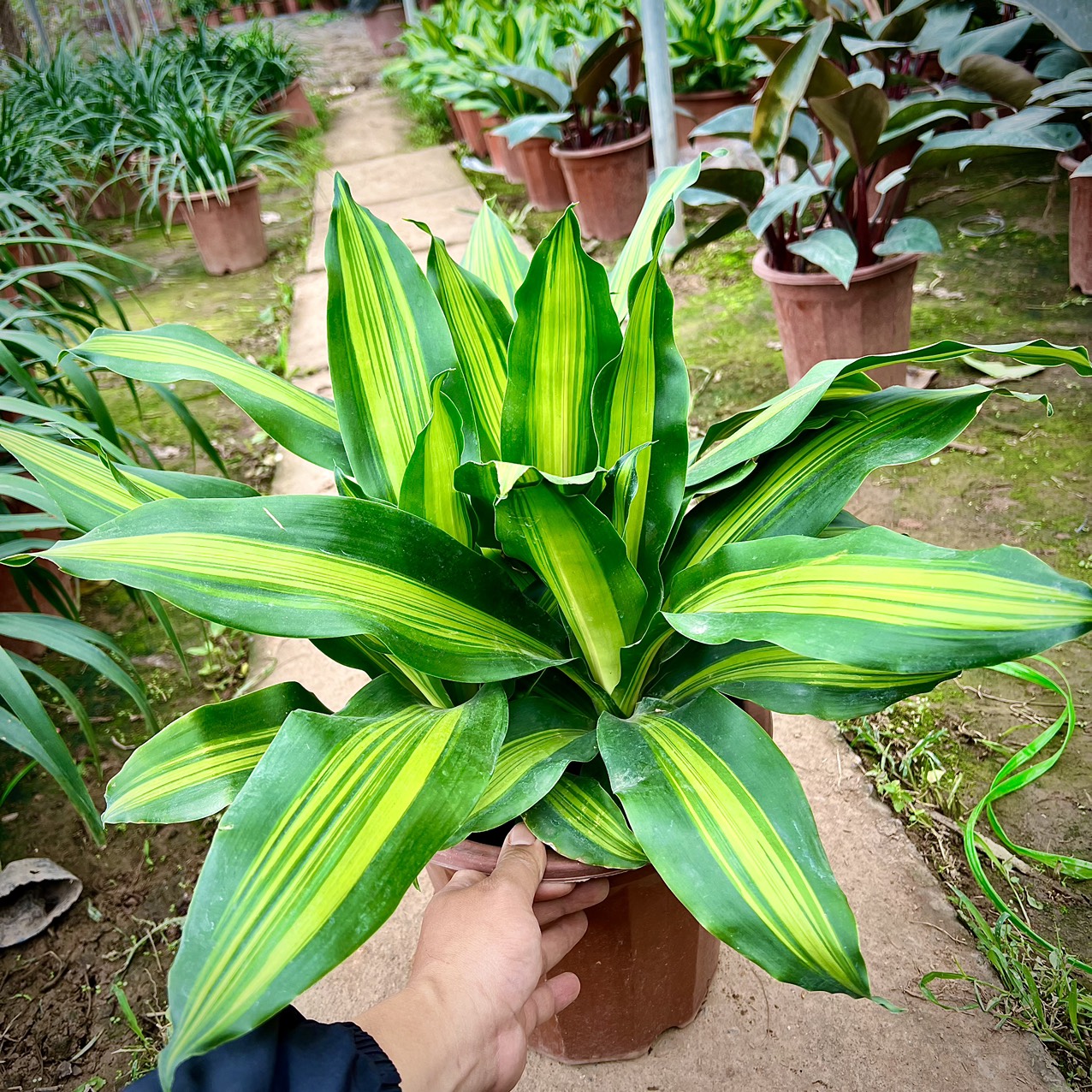 Chậu ba cây thiết mộc lan tam lộc (ảnh thật)