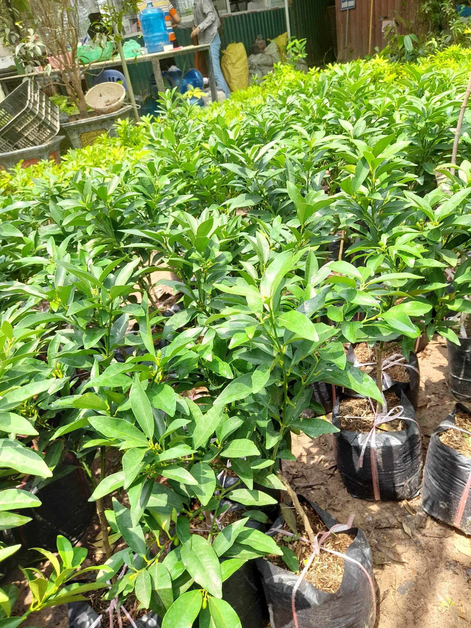 Quất Trái Dài-Cây Ăn Trái+Tặng kèm phân bón