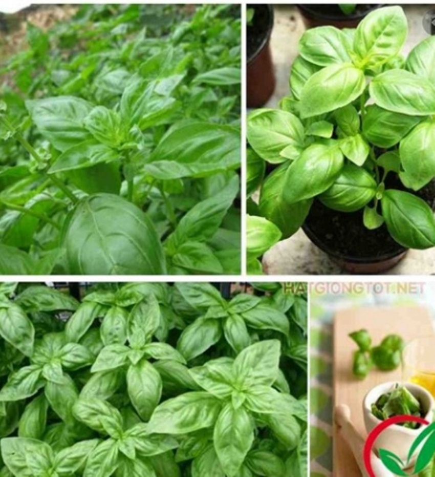 Hạt giống basil xanh tặng kích mầm và hướng dẫn