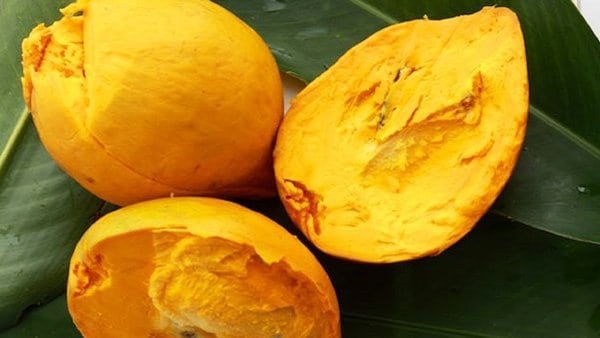 Cây Giống Lêkima (Trứng Gà)