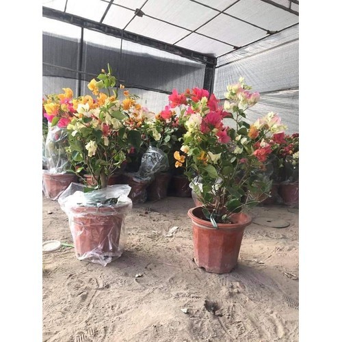 CÂY HOA GIẤY NGŨ SẮC