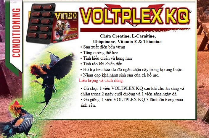 VOLTPLEX KQ ốp gà cho gà đá 1 hộp 10 vĩ