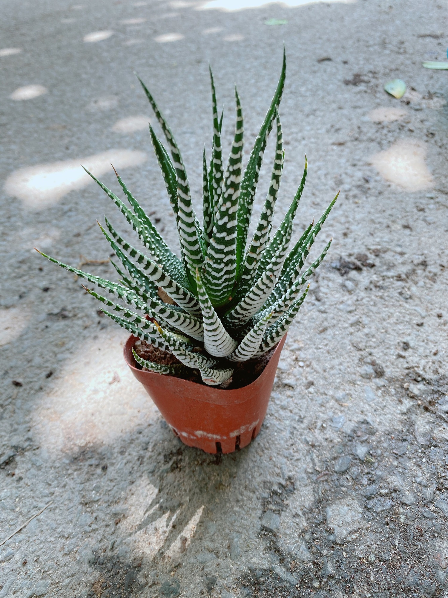 Cây Xương Rồng