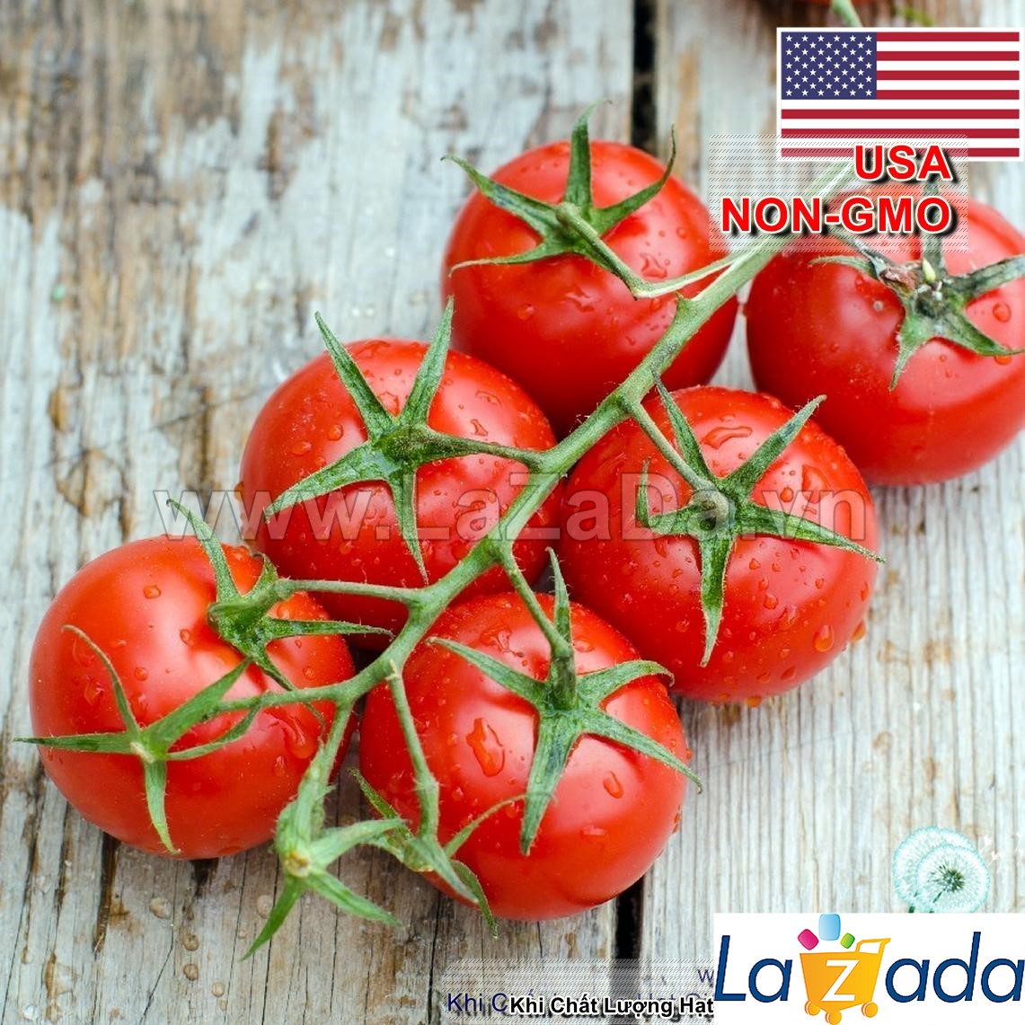 0.1gr hạt giống cà chua bi usa