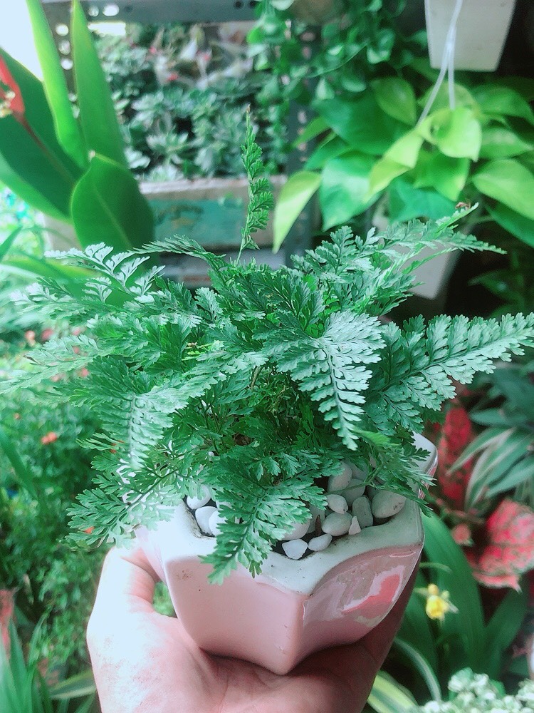 Chậu Cây Dương Sỉ