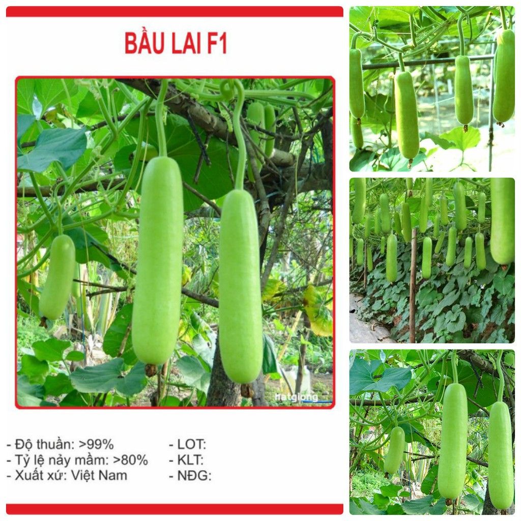 Hạt bầu sao trái dài F1