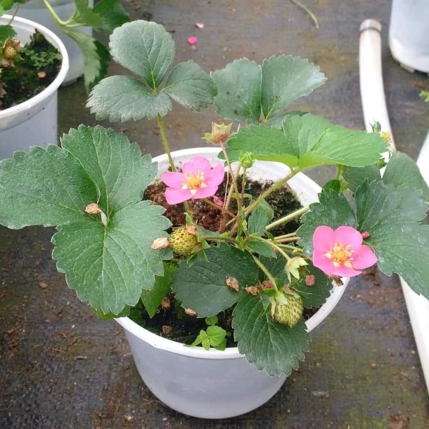 Cây giống dâu tây hoa hồng