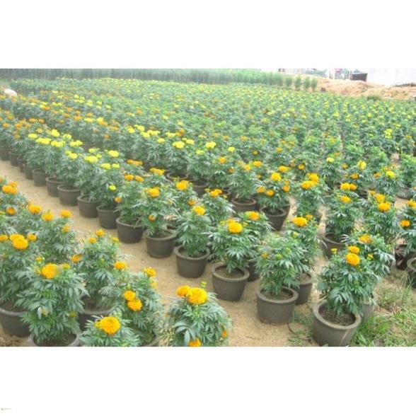 Phân Bón DAP Hàn Quốc - DAP Korea loại hạt đen 1KG