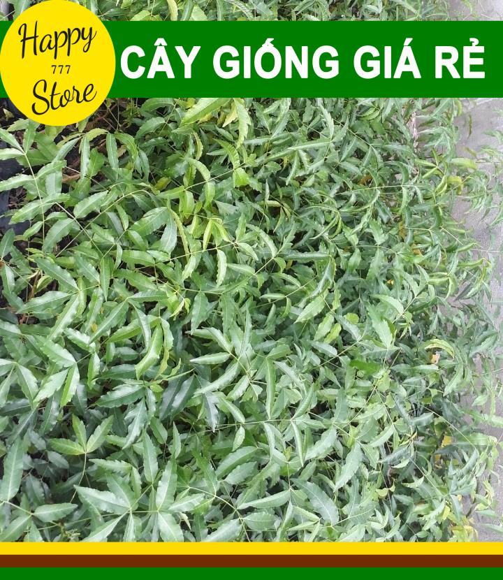 [Rẻ vô địch] Combo 4 Cây Sầu Đâu Giá Rẻ HAPPY_STORE