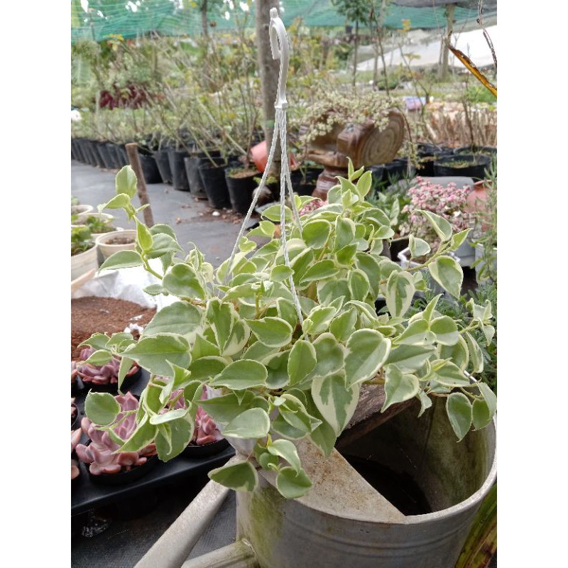 Cây  Trầu Bà Càng Cua Cẩm Thạch Chậu Treo