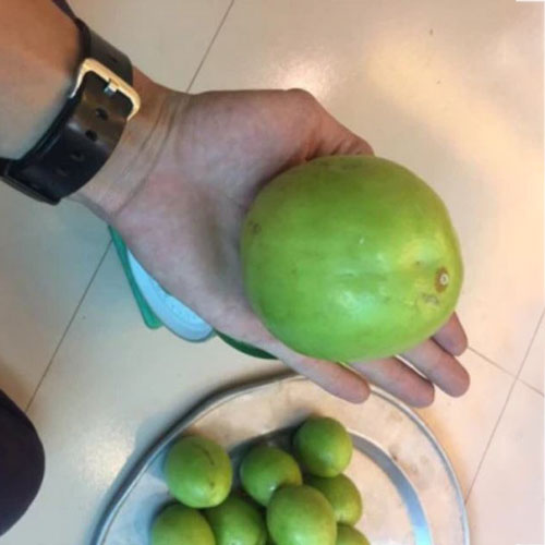 Cây Táo T5 Giống Mới