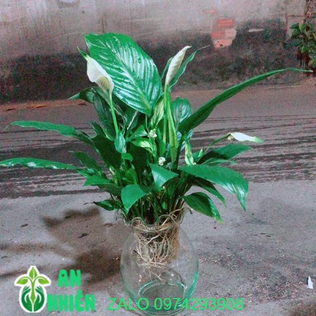 Chậu cây lan ý thuỷ sinh