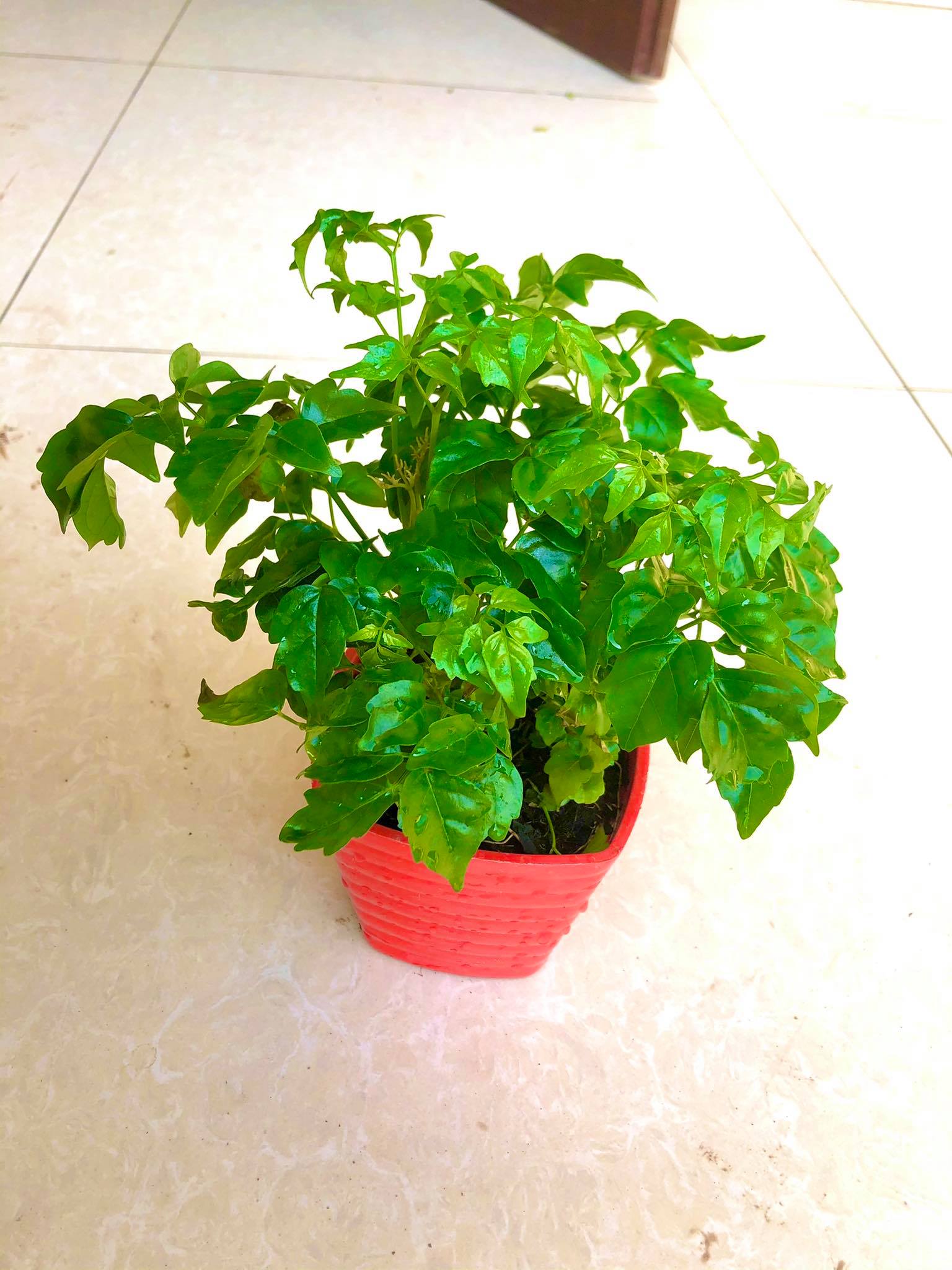Cây hạnh phúc để bàn cao 20 cm (ảnh thật)