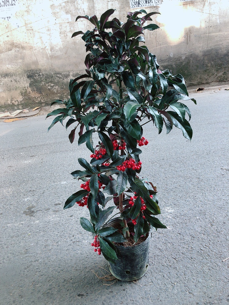 Cây Kim Ngân Lượng Size Lớn