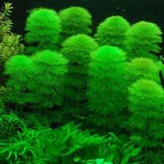 Cây thủy sinh TRUNG BẢO THÁP lá nước