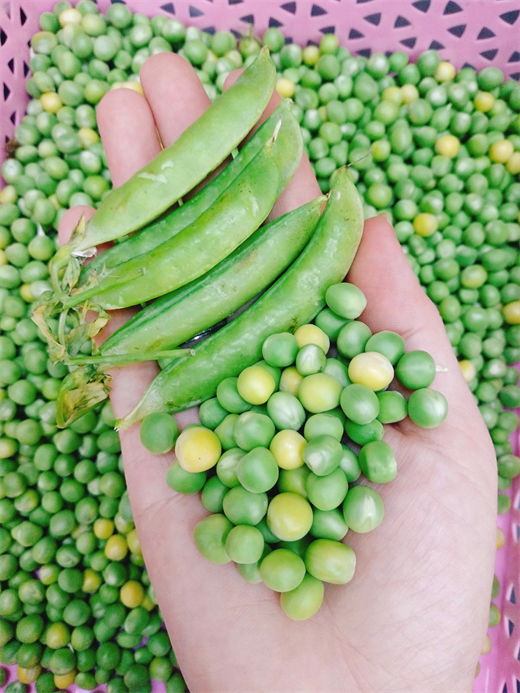 500gr Đậu Hà Lan Rang Tỏi Ớt