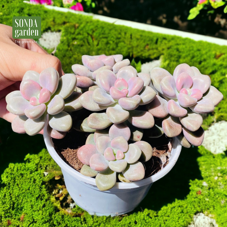 SEN ĐÁ SỎI HƯỜNG SIZE TRUNG BÌNH, LỖI 1 ĐỔI 1