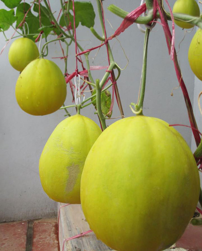 Hạt giống dưa Kim Cô Nương - Gói 10 Hạt