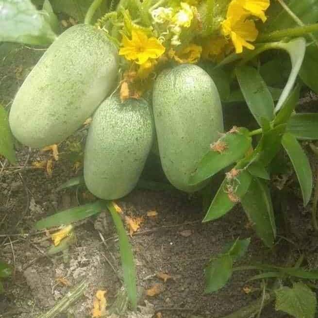Thai Cat Cucumber Seeds - 20 Seeds - Sprout Evenly