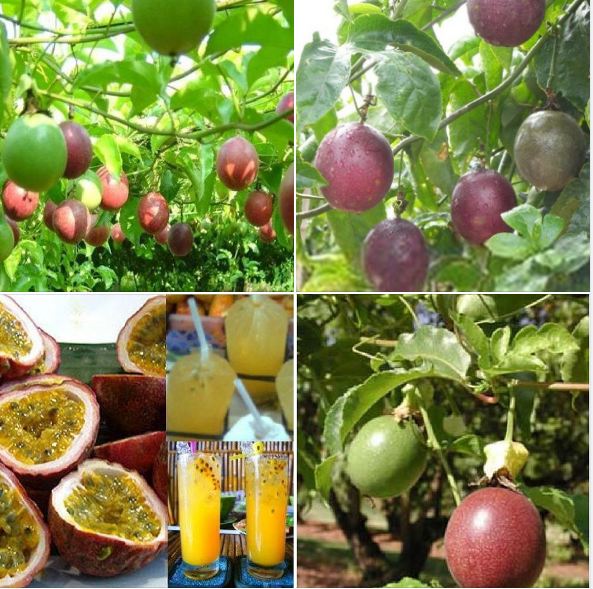 COMBO 2 gói hạt giống chanh leo tím siêu quả
