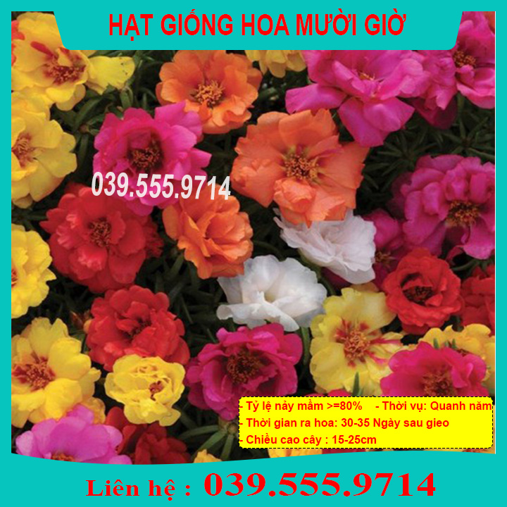 Hạt hoa mười giờ nhiều màu - hoa trồng chậu đẹp