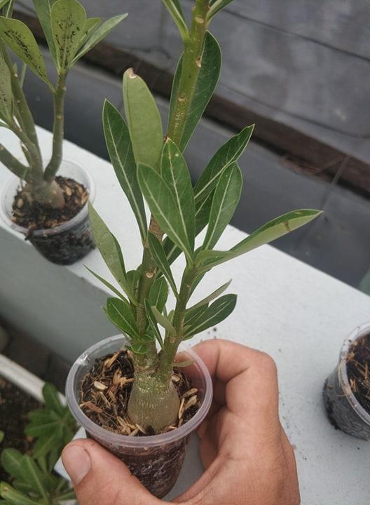[HCM]Sứ kim tử tháp somalen loại đẻ nhánh (KM:khi mua 3 cây tặng 5 hạt sứ kim tự tháp cùng loại)