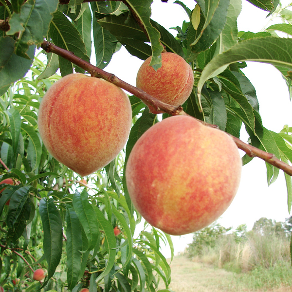 CÂY GIỐNG đào ăn quả( đào mỏ quạ)