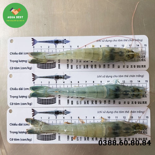 [Chính Hãng] Thước đo chiều dài tôm,Thước đo tôm,Thước đo size tôm, Thước đo kích thước tôm