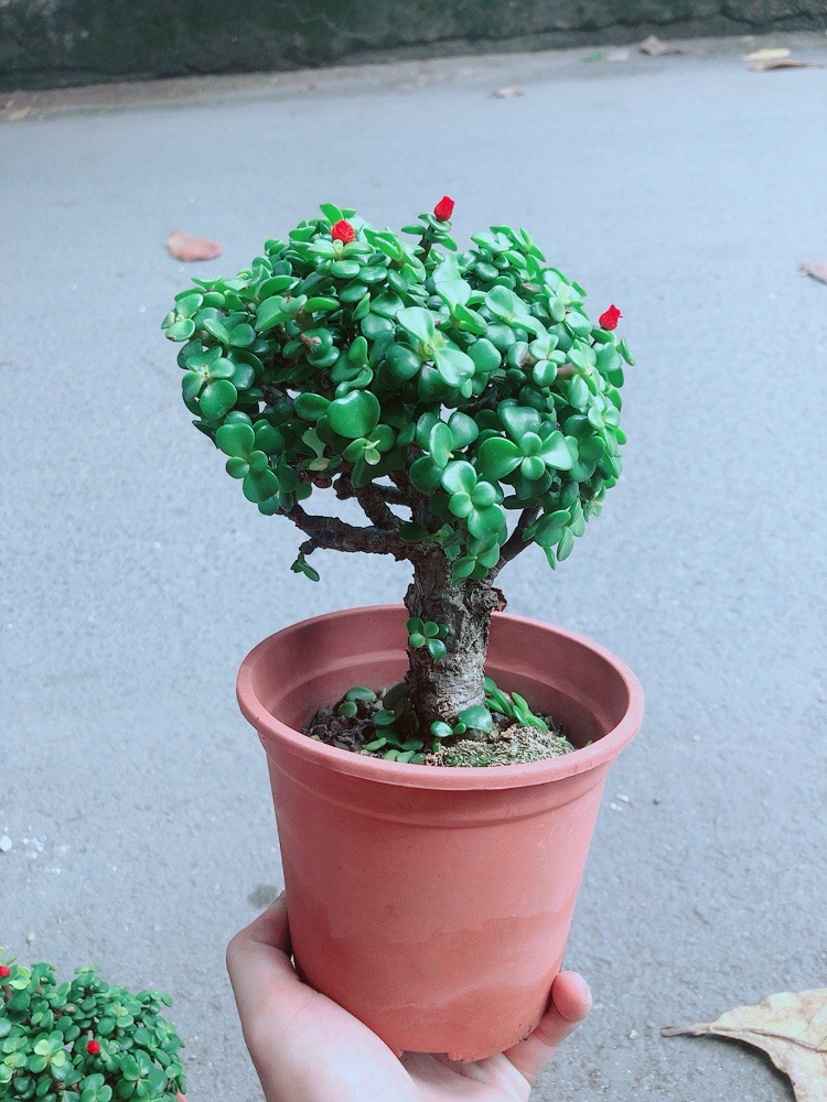 Cây Cành Vàng Lá Ngọc Thân Cổ Thụ