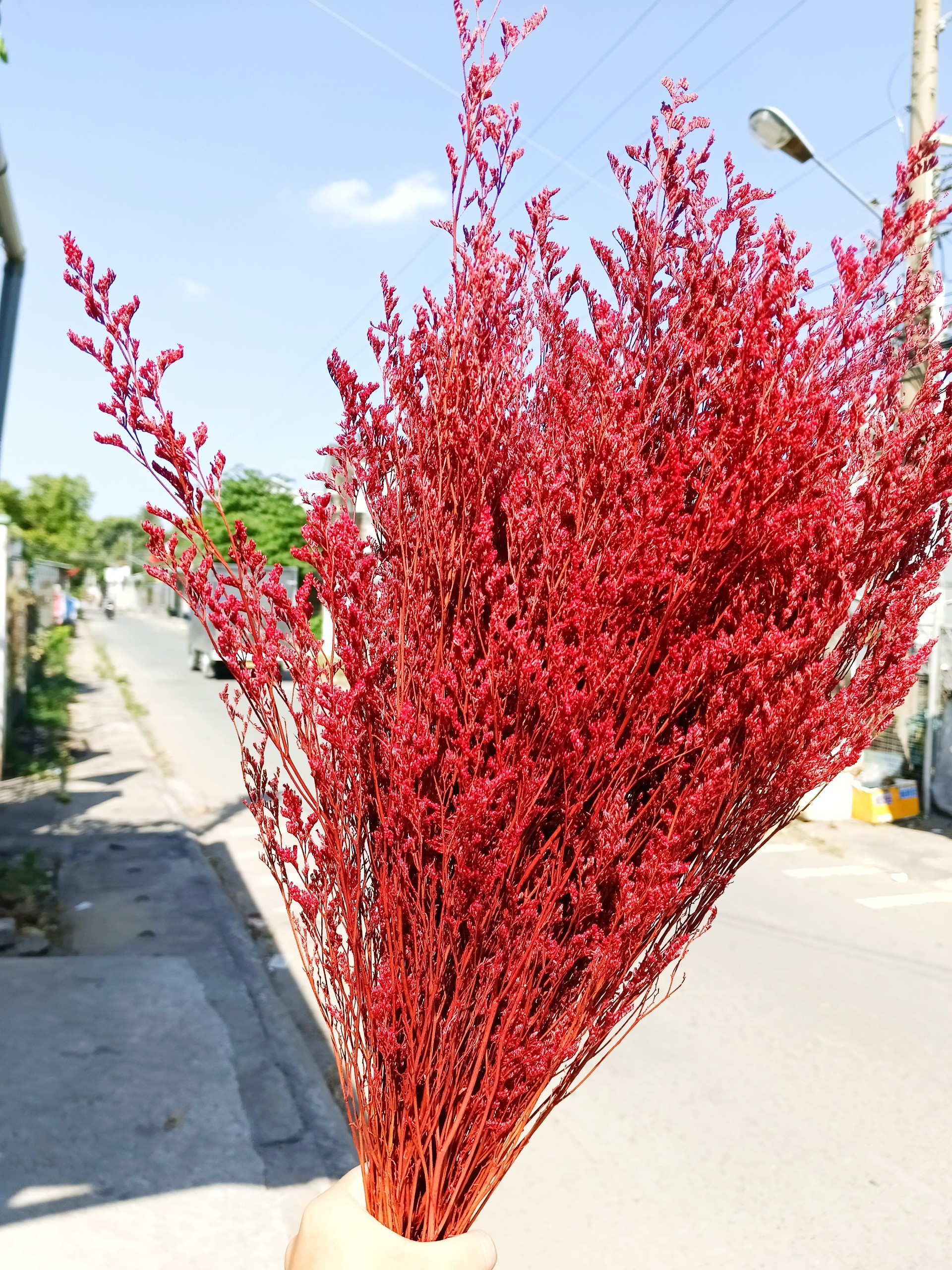 hoa sao khô - sao đuôi công - cắm bình
