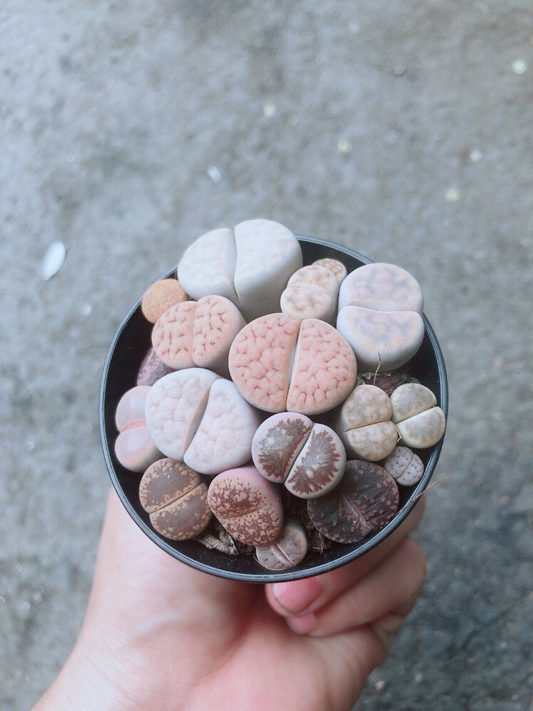 Chậu Cây Thạch Lan (lipthop - hoa sỏi)