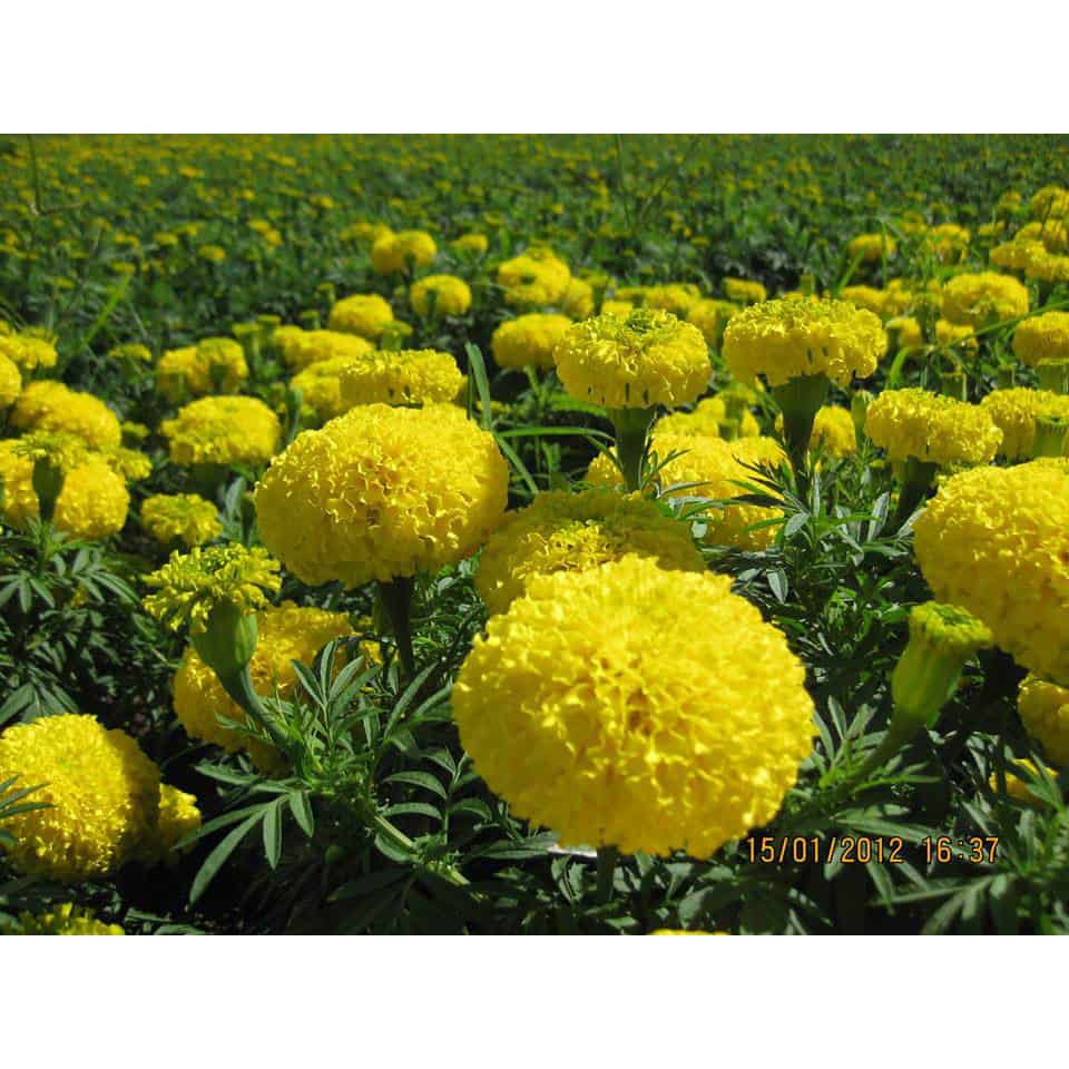 MA4E GÓI 50 HẠT GIỐNG HOA VẠN THỌ MỸ
