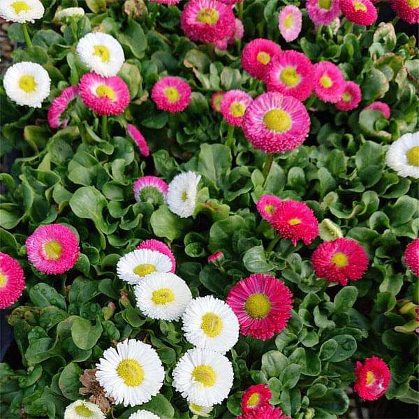 Hạt giống hoa Cúc Anh Mix (Bellis Perennis)(gói 50 hạt) - Dễ trồng