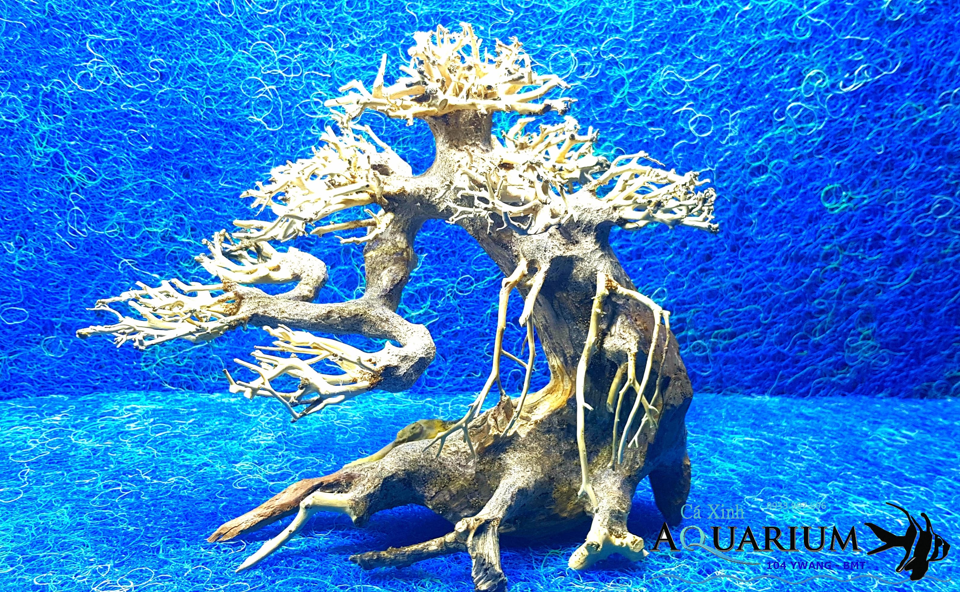 Cây Bonsai cho hồ cá size trung