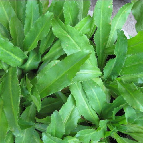 Hạt giống Mùi tàu (Ngò gai, Răng cưa) 5 gram