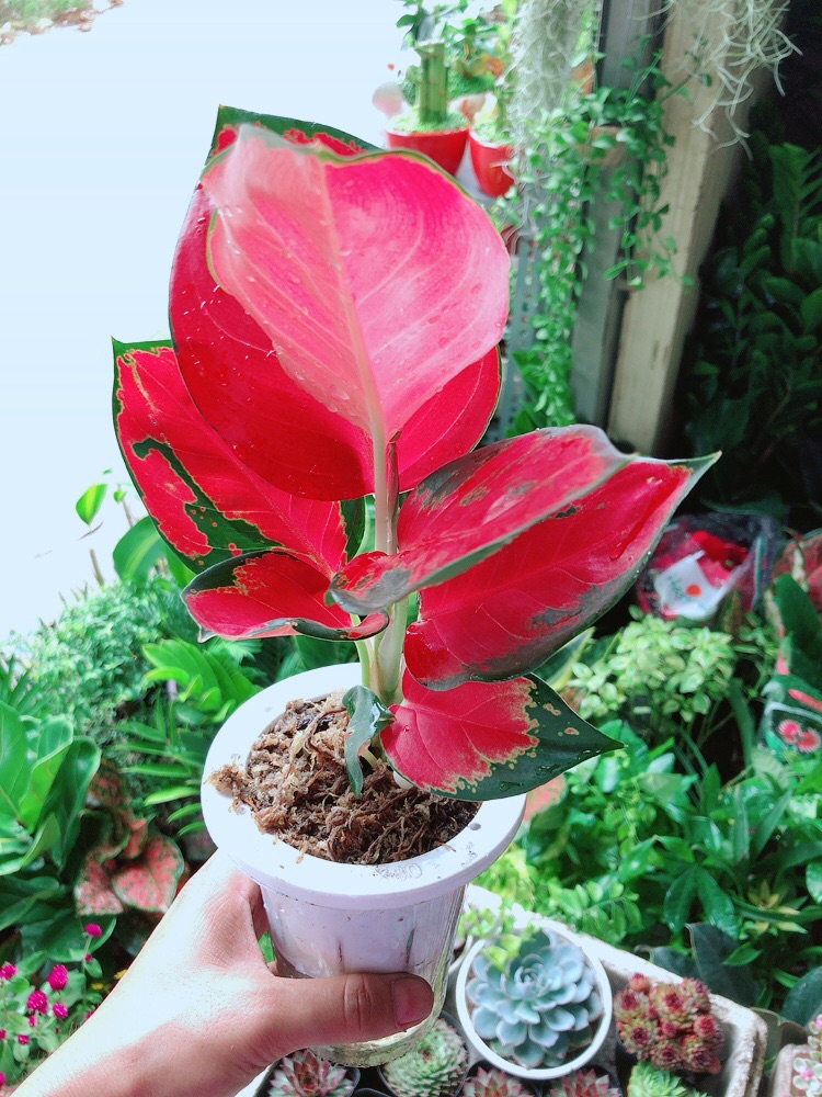 Cây Phú Quý Đỏ Kèm Chậu Thuỷ Tinh