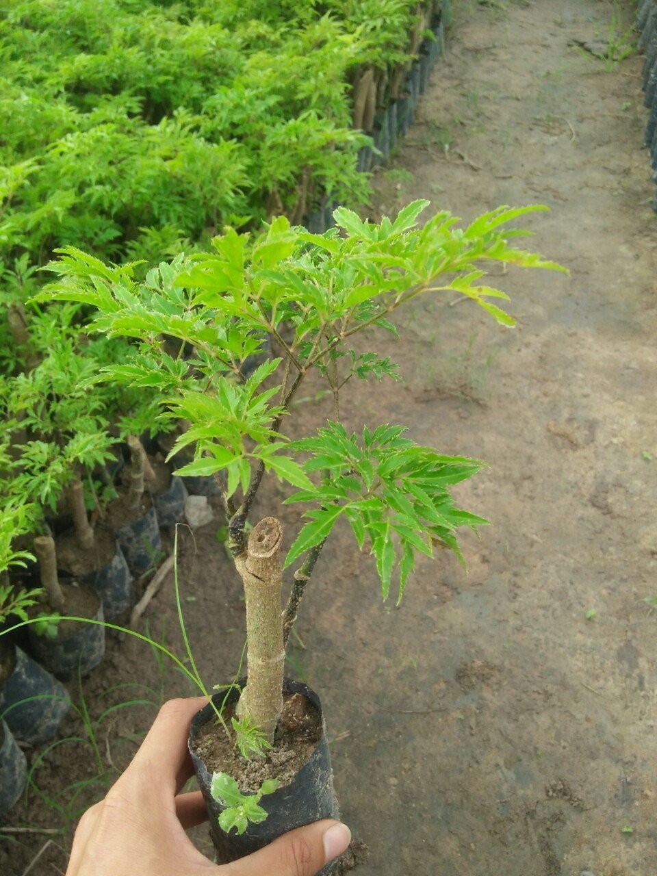 10 cây giống đinh lăng Lá nếp (cây tốt)