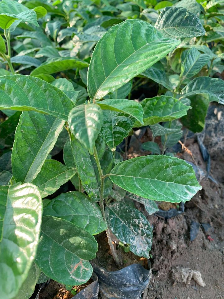 Combo 5 cây CHAY giống