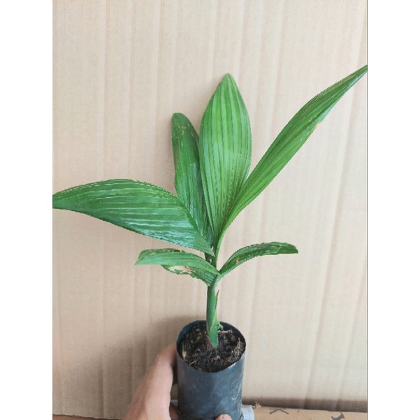 Cây cau lùn giống ( chuẩn giống mua 5 tặng 1)