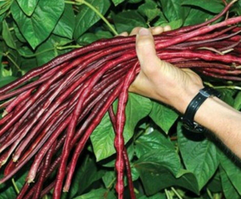 HẠT GIỐNG ĐẬU ĐŨA TÍM MỸ F1 ( GÓI 10 GRAM)