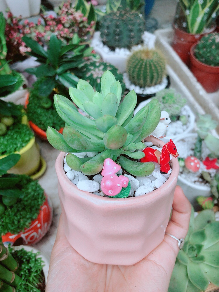 Chậu Sen Đá Tiểu Cảnh