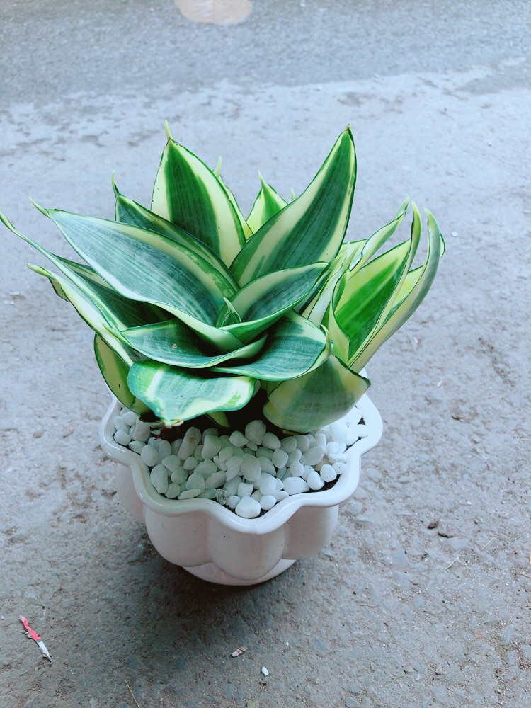 [HCM]Chậu Lưỡi Hổ Thái Vàng