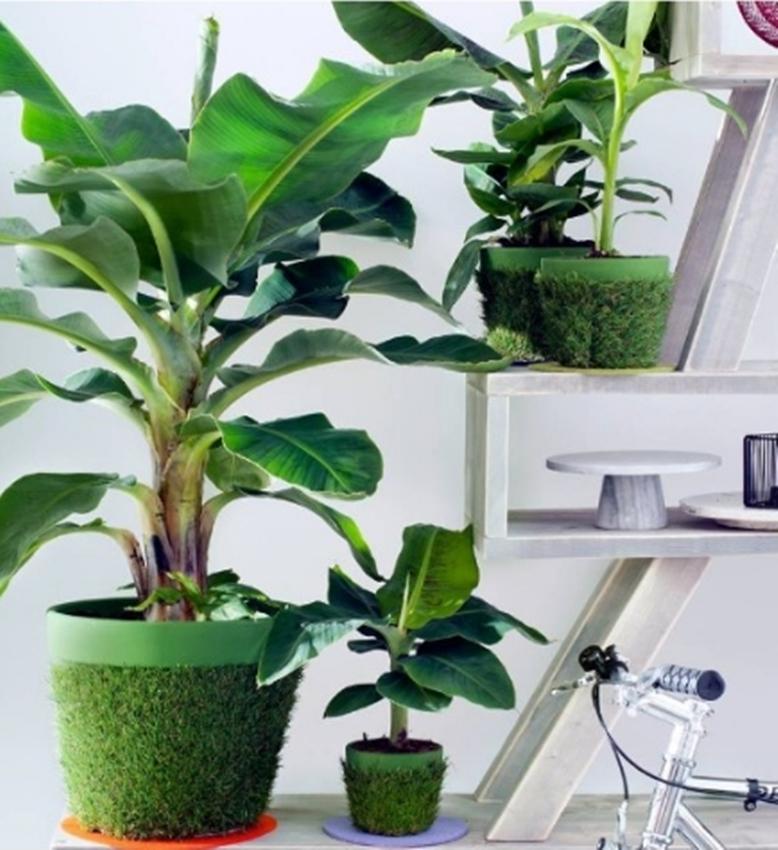 Hạt giống Chuối mini