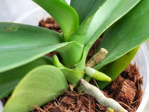 Rêu Rừng (NEWZITA) Giá Thể Trồng Phong Lan