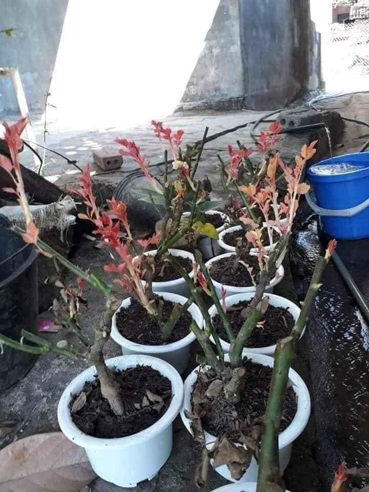 Gốc hoa hồng cổ gốc lớn