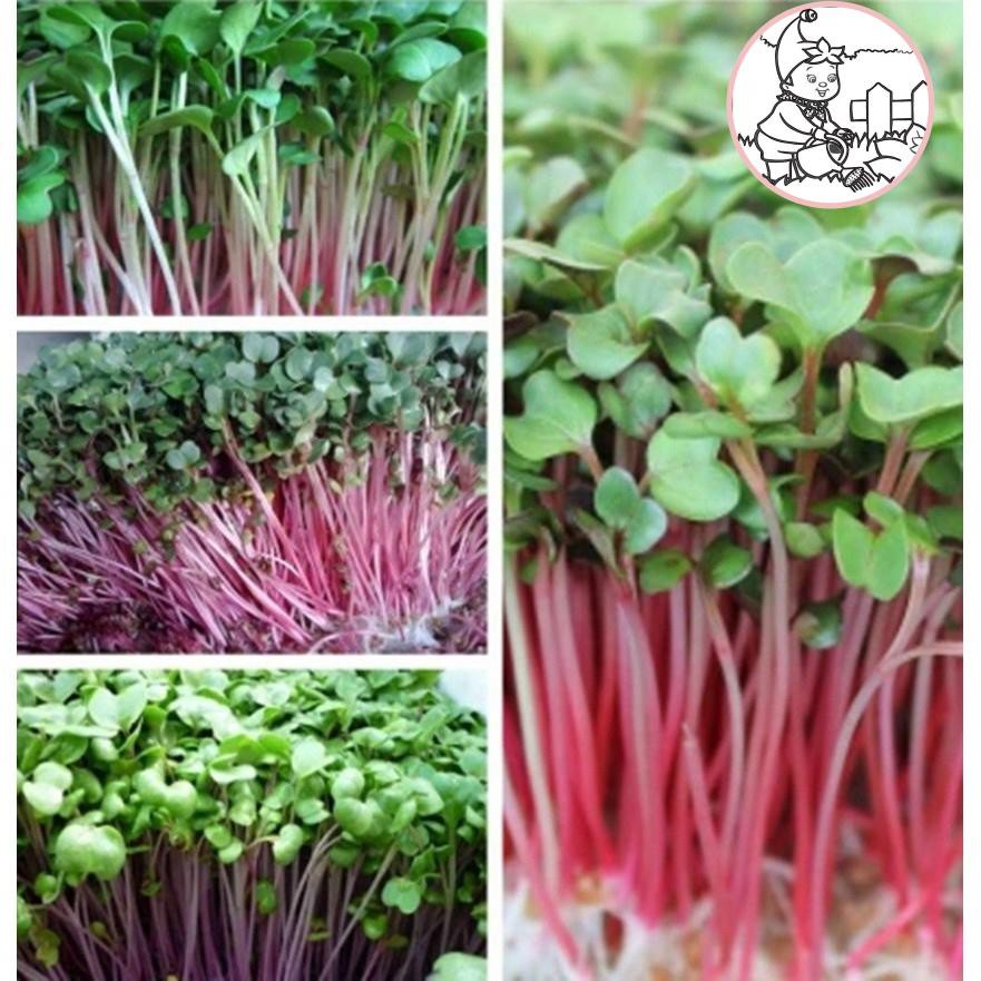 HẠT RAU MẦM CỦ CẢI ĐỎ - GÓI 20 GRAM