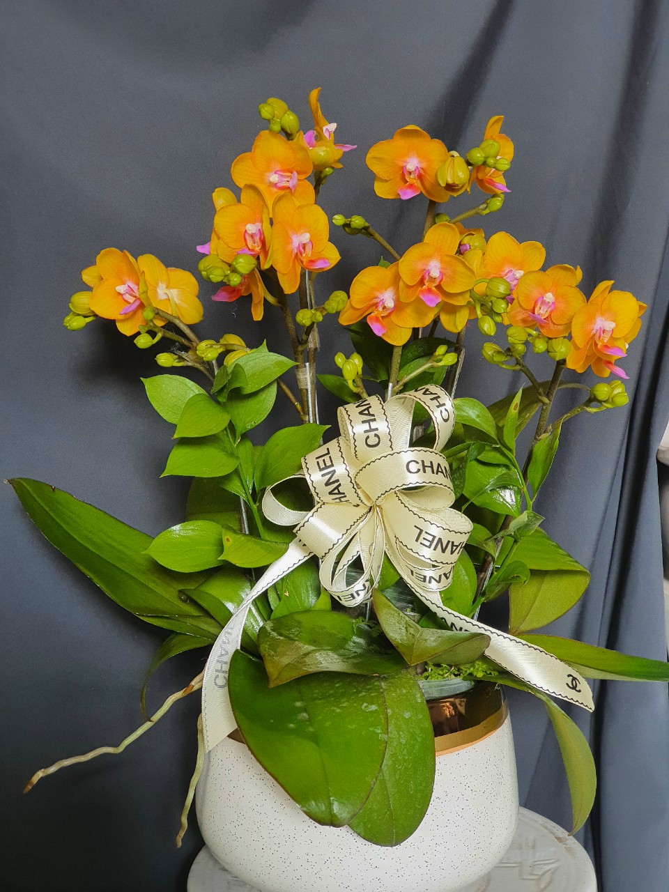 Hồ điệp cây trưởng thành sắp hoa