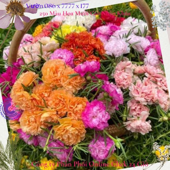 1 ký cành giống hoa mười giờ thái kép song hỷ mới hoa mười giờ