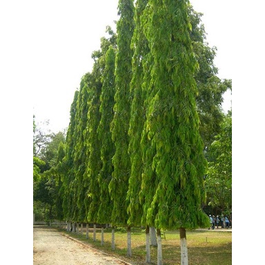 CÂY GIỐNG CÂY  TÙNG ẤN ĐỘ (CÂY GIỐNG NGỌC HIẾU)